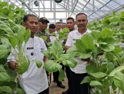 Panen Perdana Sawi Hidroponik Desa Selinsing, Meningkatkan Taraf Hidup dan Perekonomi Masyarakat