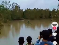 Video Viral Warga Belitung Diterkam Buaya di Sungai Cerucuk