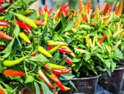 Cara Menanam Cabe Sendiri, dengan Mudah dan Pasti Berbuah