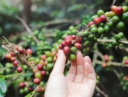 Rahasia Bumi: Kopi, Kambing Menari