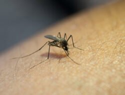 Waspada Demam Berdarah di Musim Hujan: Langkah Pencegahan yang Penting