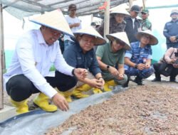 Danau Nujau Panen Raya Bawang Merah, Pj Gubernur Babel Bersama PT Timah Ikut Hadir