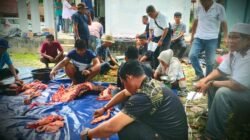 Pokja Wartawan Belitung Terima 1 Sapi dari PT Timah Tbk Untuk Kurban Iduladha 1446 Hijriah