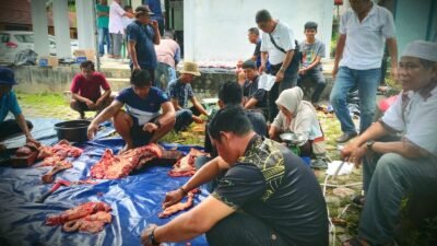 Pokja Wartawan Belitung Terima 1 Sapi dari PT Timah Tbk Untuk Kurban Iduladha 1446 Hijriah
