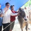 Kepedulian Presiden Prabowo: Sapi Kurban untuk Masyarakat Beltim