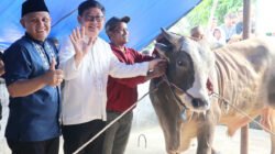 Kepedulian Presiden Prabowo: Sapi Kurban untuk Masyarakat Beltim