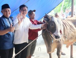 Kepedulian Presiden Prabowo: Sapi Kurban untuk Masyarakat Beltim
