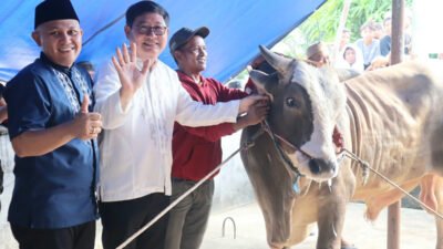 Kepedulian Presiden Prabowo: Sapi Kurban untuk Masyarakat Beltim