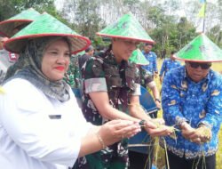 Yonif TP 845/KS Panen Raya di Sawah Ex Jepang, Wabup Beltim Apresiasi Sinergi Ketahanan Pangan
