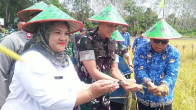 Yonif TP 845/KS Panen Raya di Sawah Ex Jepang, Wabup Beltim Apresiasi Sinergi Ketahanan Pangan