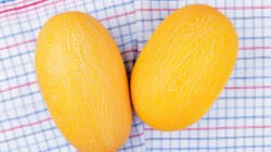 Segarnya Timun Suri, Pelepas Dahaga Favorit Saat Buka Puasa