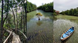 Eksotis! Mangrove Keretak Nujau, Destinasi Wisata Baru di Beltim Tawarkan Panorama Danau Purun
