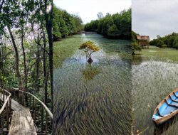Eksotis! Mangrove Keretak Nujau, Destinasi Wisata Baru di Beltim Tawarkan Panorama Danau Purun