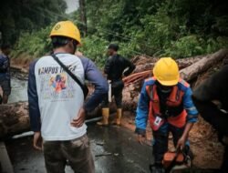 Petugas PLN bersama warga melakukan penanganan pohon tumbang yang menimpa jaringan listrik di wilayah Bangka Belitung sebagai bagian dari proses pemulihan pasokan listrik pascagangguan cuaca ekstrem.