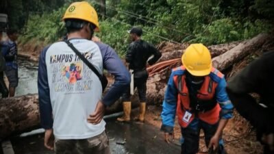 Petugas PLN bersama warga melakukan penanganan pohon tumbang yang menimpa jaringan listrik di wilayah Bangka Belitung sebagai bagian dari proses pemulihan pasokan listrik pascagangguan cuaca ekstrem.